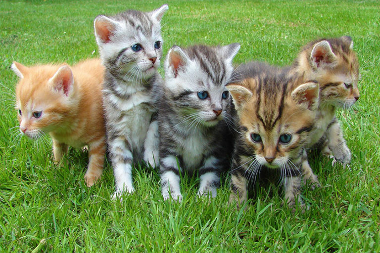 6 Φυσικά Απωθητικά Ψύλλων για Γάτες